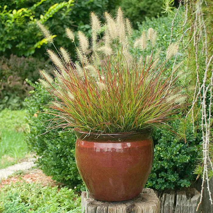 Dwarf Fountain Grass 'Burgundy Bunny'