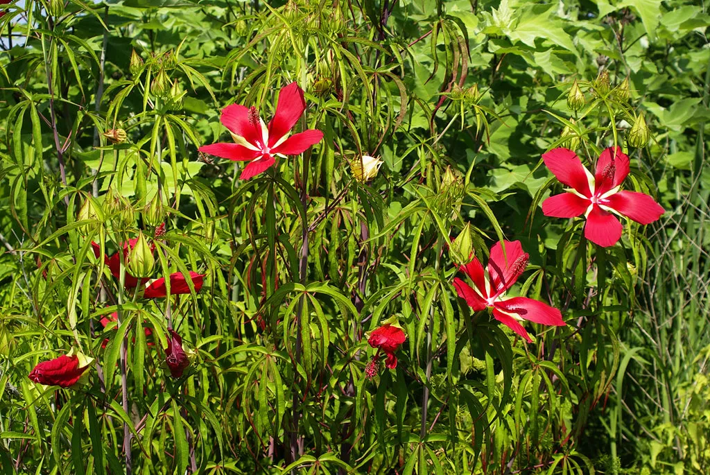 Scarlet Rose Mallow   Hibiscus coccineus  100 Seeds  USA Company