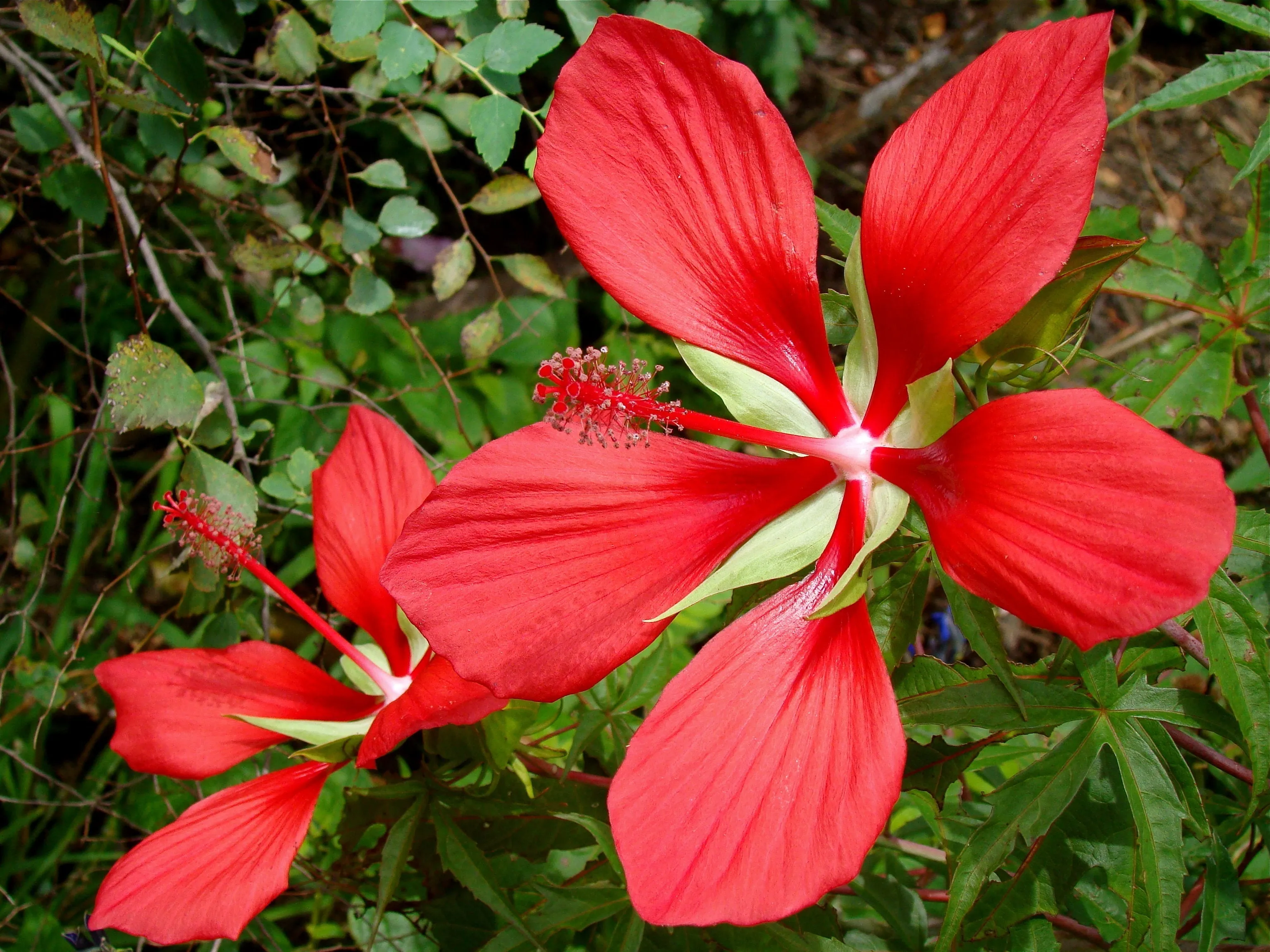 Scarlet Rose Mallow   Hibiscus coccineus  100 Seeds  USA Company