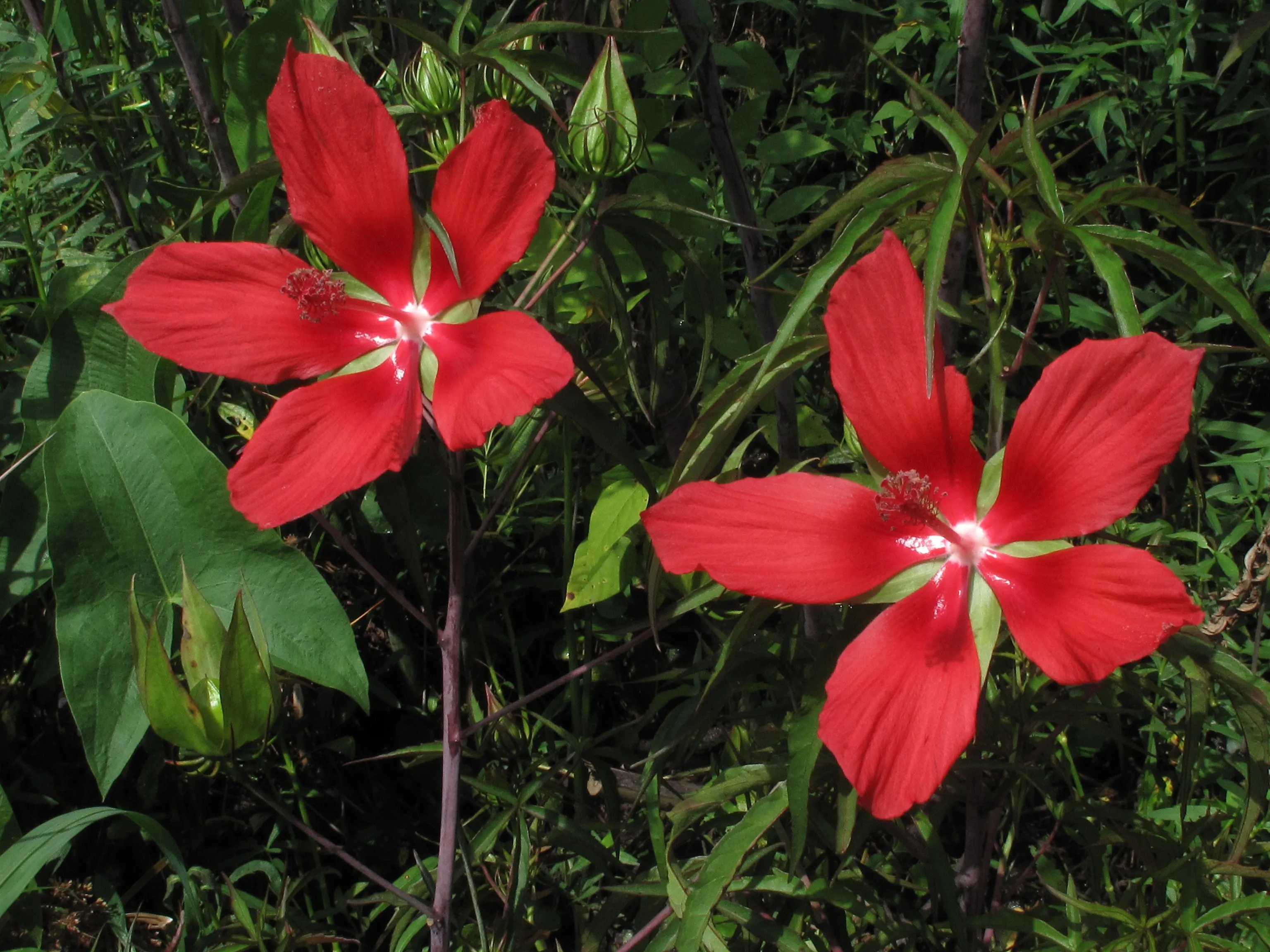 Scarlet Rose Mallow   Hibiscus coccineus  100 Seeds  USA Company