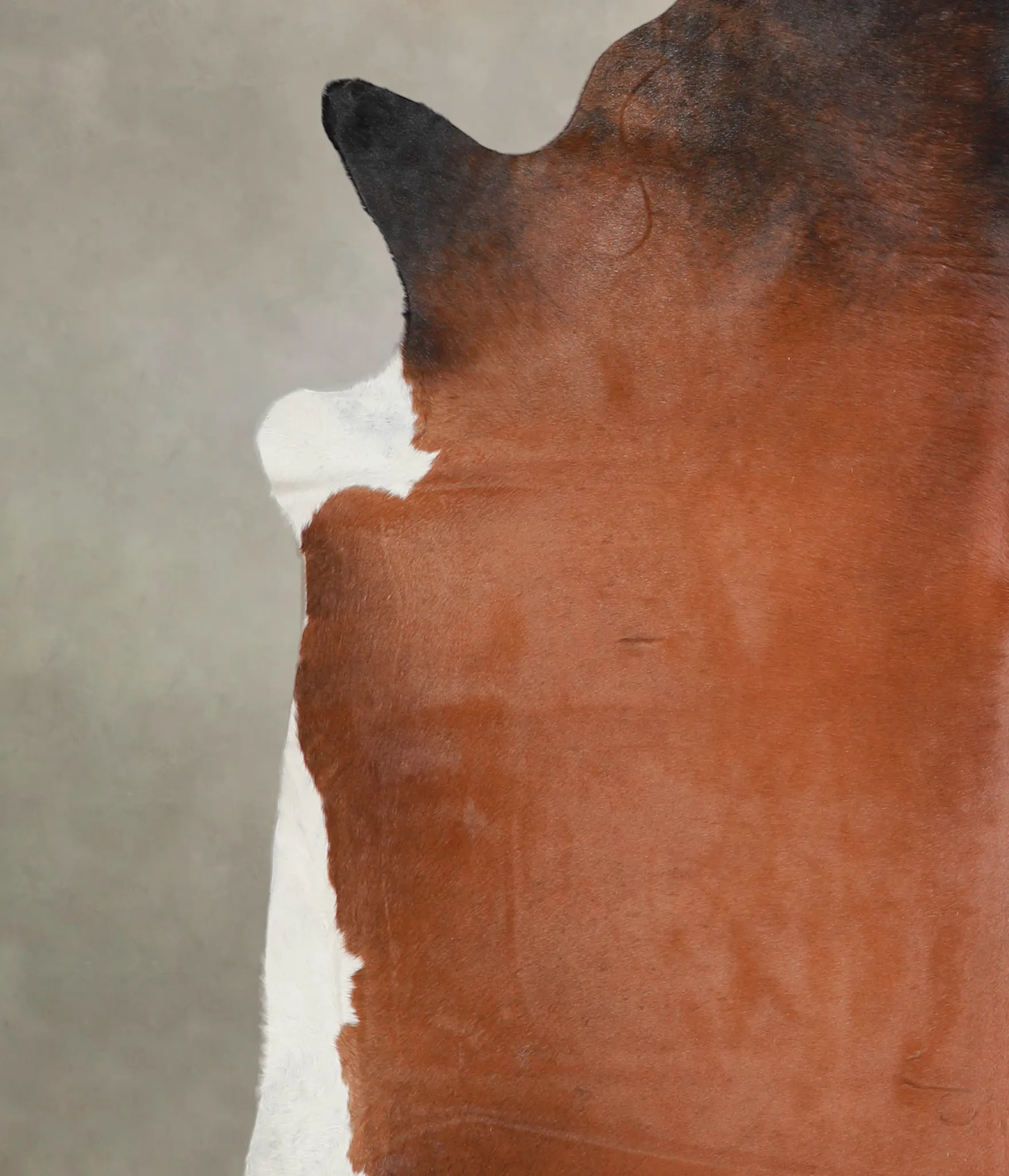 Warm Caramel XX-Large Brazilian Cowhide Rug 7'3"H x 7'5"W #A23370 by Hudson Hides